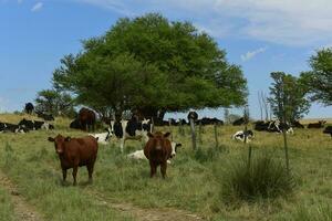 novillos alimentado en pastar, la pampa, argentina foto