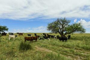 Steers fed on pasture, La Pampa, Argentina photo