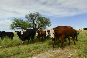 Steers fed on pasture, La Pampa, Argentina photo