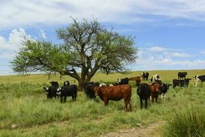 Steers fed on pasture, La Pampa, Argentina photo