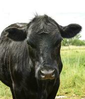 Steers fed on pasture, La Pampa, Argentina photo