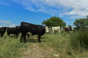 Steers fed on pasture, La Pampa, Argentina photo