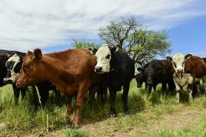 novillos alimentado en pastar, la pampa, argentina foto