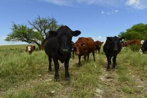 Steers fed on pasture, La Pampa, Argentina photo