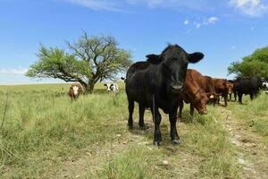 Steers fed on pasture, La Pampa, Argentina photo