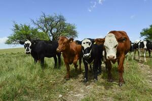 Steers fed on pasture, La Pampa, Argentina photo