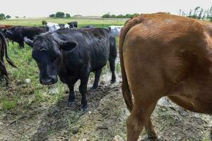 Steers fed on pasture, La Pampa, Argentina photo