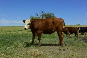 novillos alimentado en pastar, la pampa, argentina foto