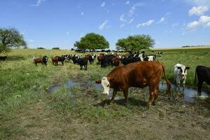 Steers fed on pasture, La Pampa, Argentina photo