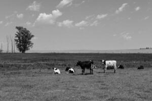 Steers fed on pasture, La Pampa, Argentina photo