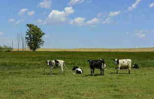 Steers fed on pasture, La Pampa, Argentina photo