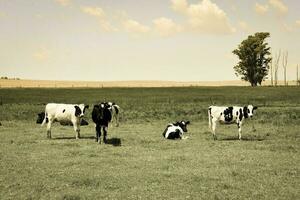 novillos alimentado en pastar, la pampa, argentina foto