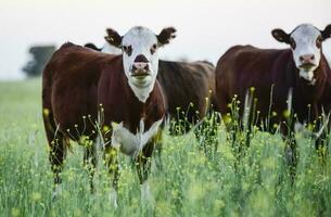 Cattle in Argentine countryside, Buenos Aires Province, Argentina. photo