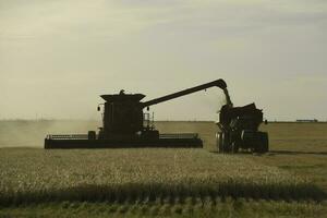 Harvester machine, harvesting in the Argentine countryside, Buenos Aires province, Argentina. photo