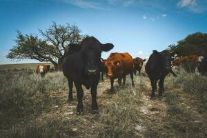 Cows fed with grass, Buenos Aires, Argentina photo