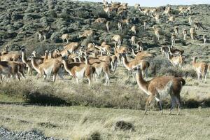 guanacos pastoreo,torres del paine nacional parque, Patagonia, Chile. foto