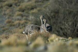 Lesser Rhea, Pterocnemia pennata ,Torres del Paine National Park, Patagonia, Chile. photo