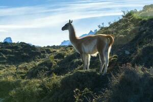 Guanacos grazing,Torres del Paine National Park, Patagonia, Chile. photo