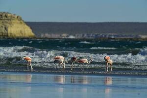 Flamingos in seascape,Patagonia, Argentina photo