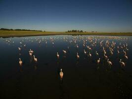 Flamingos in patagonia , Aerial View photo