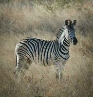 Zebra in the African savannah, photo