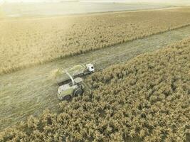 Sorghum harvest, in La Pampa, Argentina photo