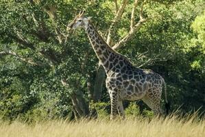 Giraffe in the jungle habitat, Africa photo