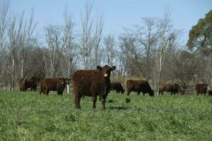 Export cows production in the Argentine countryside, Buenos Aires Province, Argentina. photo