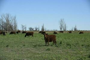 exportar vacas producción en el argentino campo, buenos aires provincia, argentina. foto