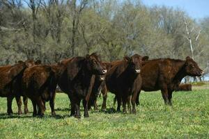 Cattle raising in pampas countryside, La Pampa province, Argentina. photo