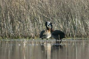 White faced Whistling Duck,  in marsh environment, La Pampa Province, Patagonia, Argentina. photo