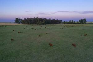 Cattle raising  with natural pastures in Pampas countryside, La Pampa Province,Patagonia, Argentina. photo