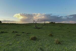 caldén árbol paisaje, la pampa provincia, Patagonia, argentina. foto