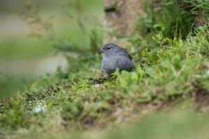 Plumbeous Sierra Finch, Quebrada del Condorito  National Park,Cordoba province, Argentina photo