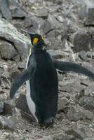 Emperor penguin,Aptenodytes forsteri, in Port Lockroy, Goudier island, Antartica. photo