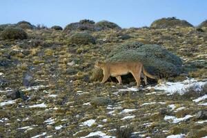 Puma walking in mountain environment, Torres del Paine National Park, Patagonia, Chile. photo