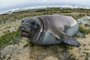 Elephant seal, Peninsula Valdes, Unesco World Heritage Site, Patagonia, Argentina photo