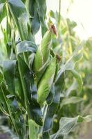 Corn cob growing on plant, Buenos Aires Province, Argentina photo