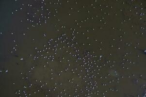 Flamingos in patagonia , Aerial View photo