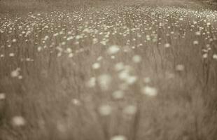 Wild flower background  in Patagonia, Argentina photo