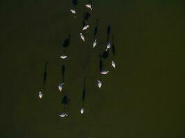 Flamingos in patagonia , Aerial View photo