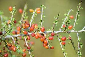 Small red wild fruits in the Pampas forest, Patagonia, Argentina photo