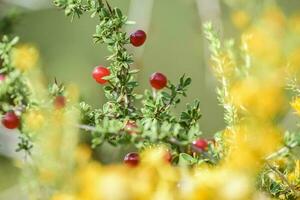 pequeño rojo salvaje frutas en el pampa bosque, Patagonia, argentina foto