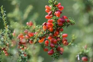 Small red wild fruits in the Pampas forest, Patagonia, Argentina photo