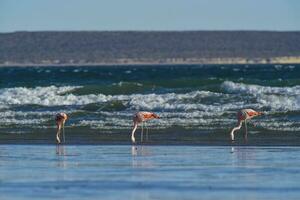 Flock of flamingos on the sea coast, Patagonia photo