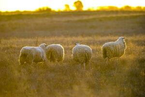 Landscape with sheep at sunset in the field photo