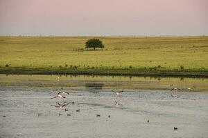 Lagoon in the field with birds,Patagonia, Pampas, Argentina photo