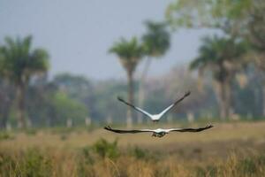 madera cigüeña, en un pantano ambiente.pantanal, Brasil foto