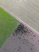 Meat production,  livestock in Pampas region, Aerial view,Argentina photo