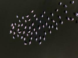 Flamingos in patagonia , Aerial View photo